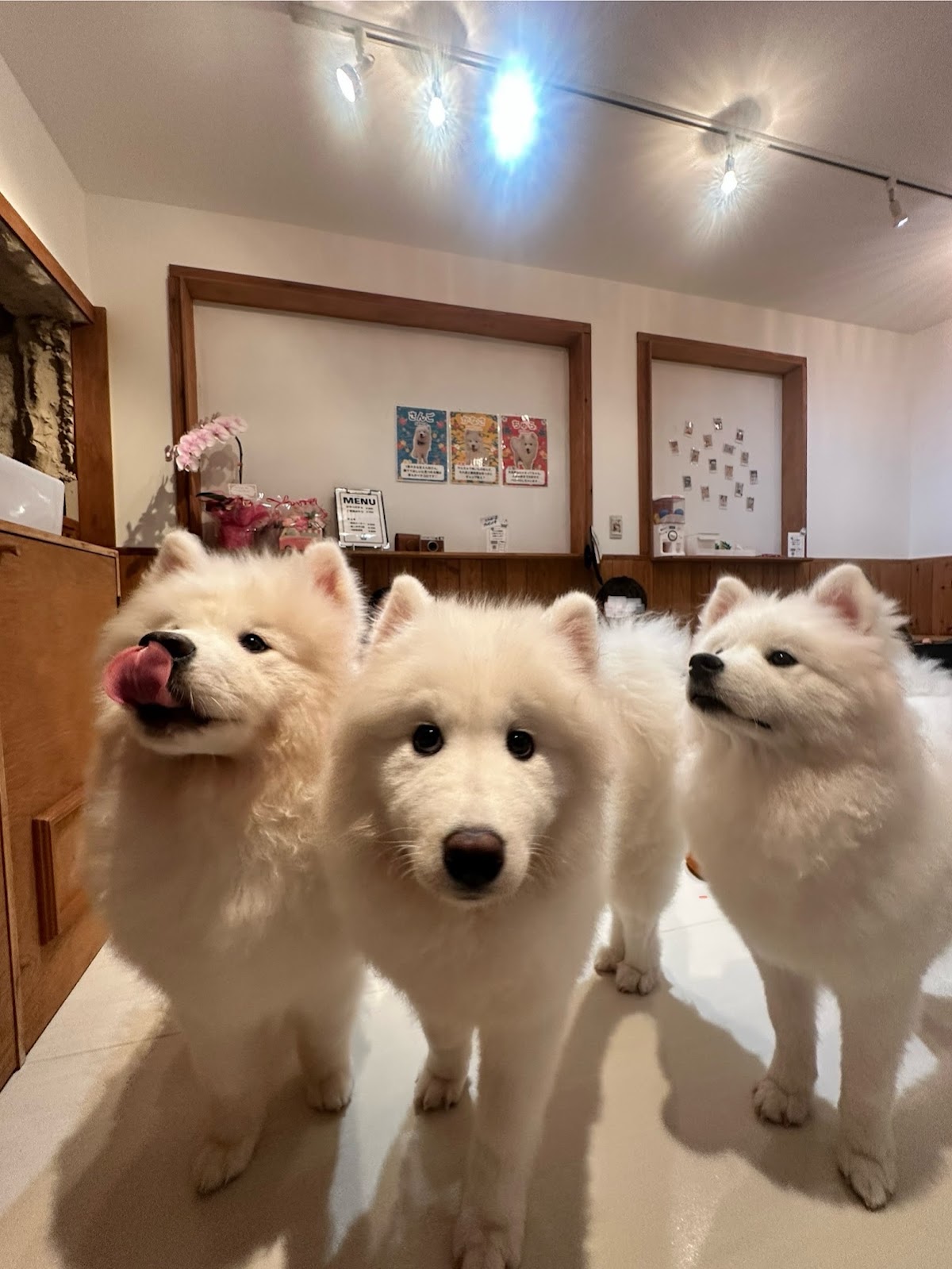 SAMOYED BASE (サモエドベース)の実際の写真