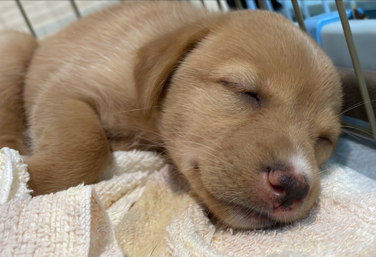 犬カフェ ワンダフルの実際の写真
