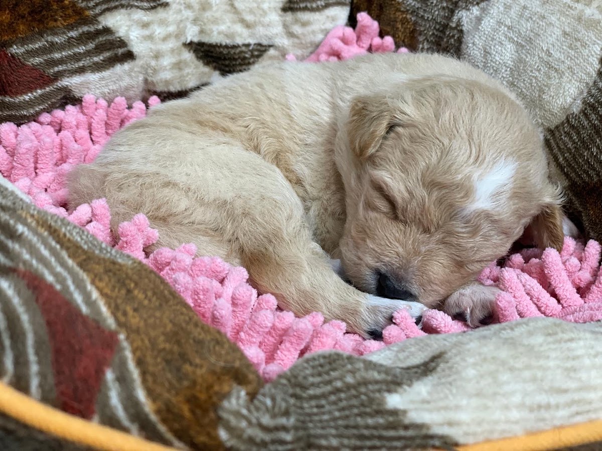 犬カフェ ワンダフルの実際の写真