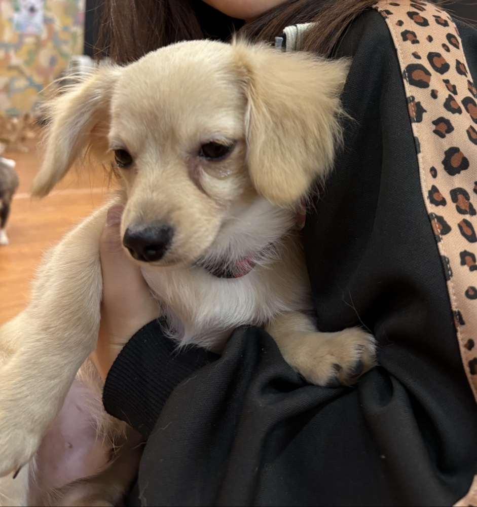 犬カフェ ワンダフルの実際の写真