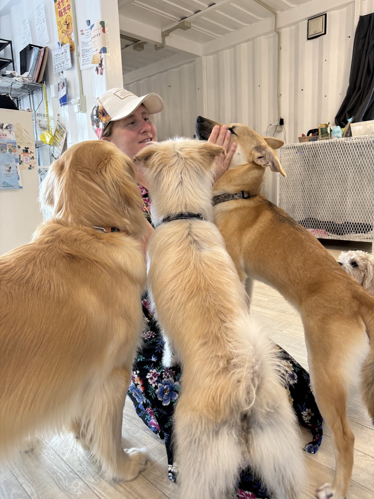 犬カフェワンダフル 嘉手納店の実際の写真