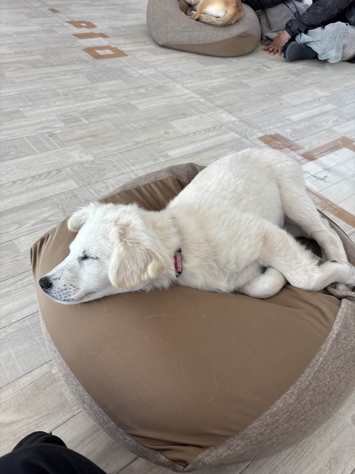 犬カフェワンダフル 嘉手納店の実際の写真