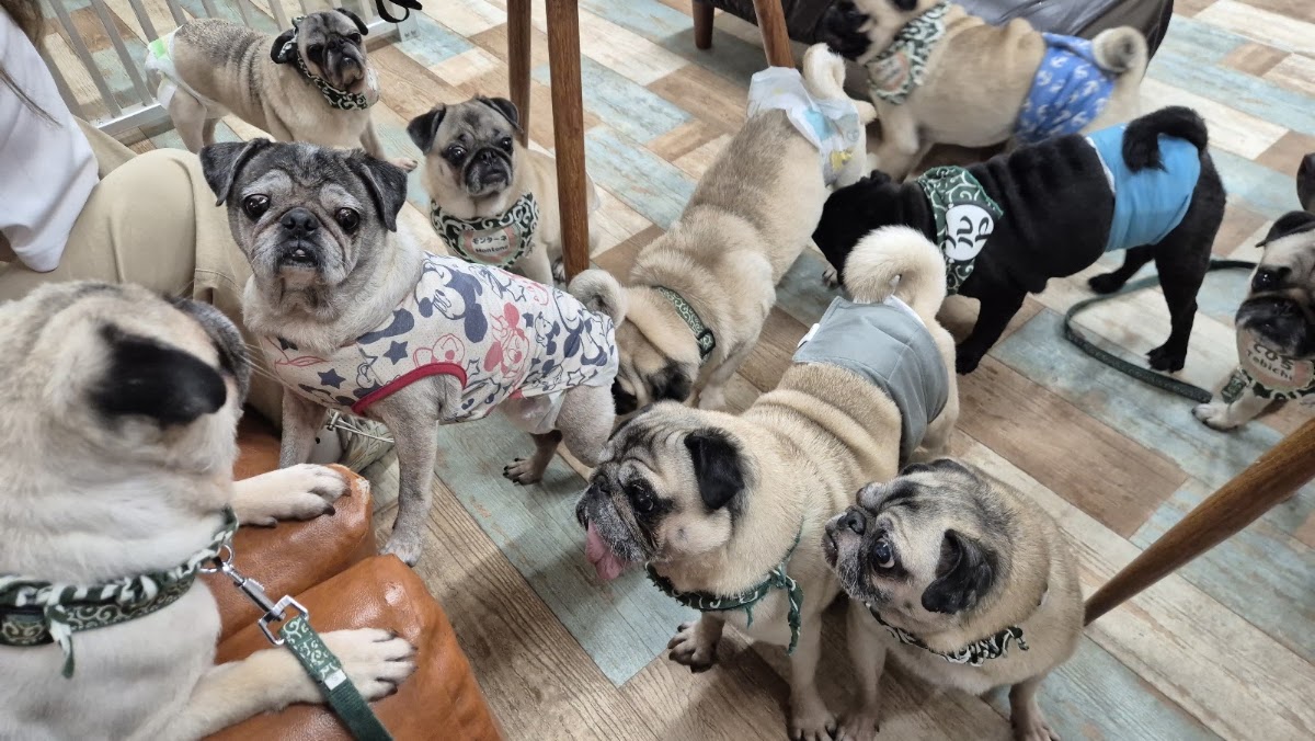 ぱぐかふぇ&ドッグサロンわん！の実際の写真