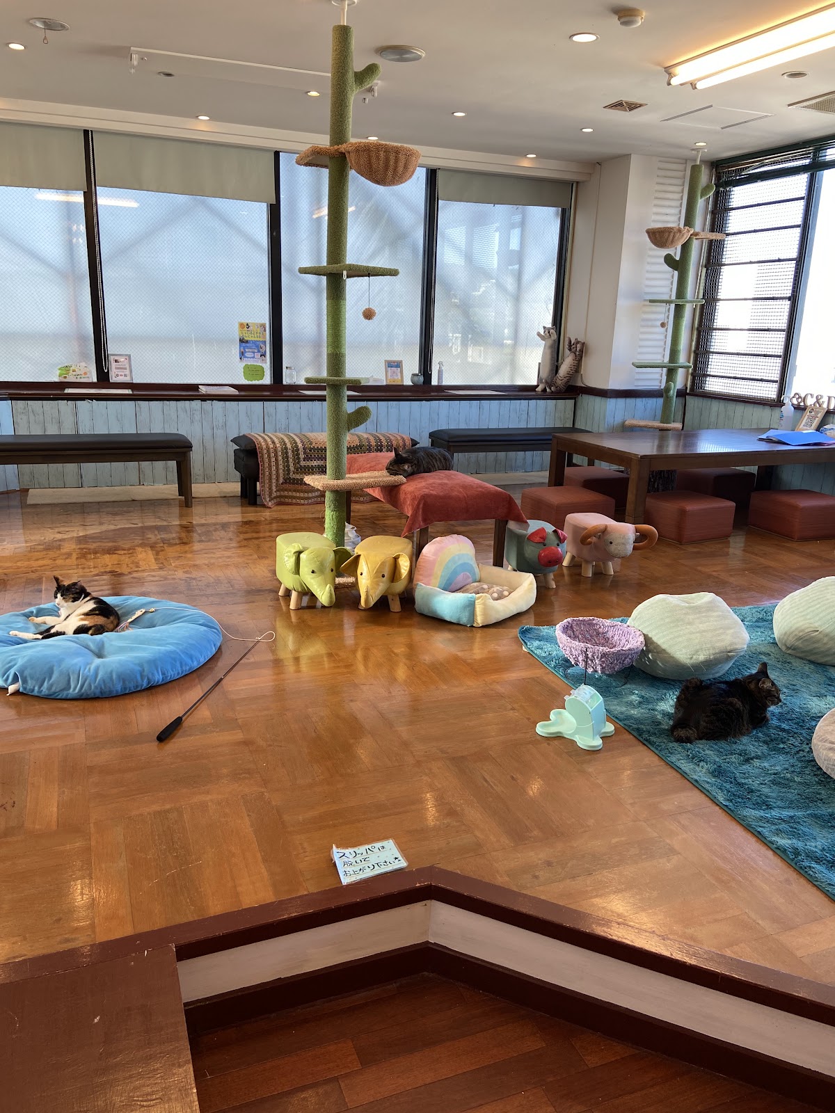 チワワと猫の保護Cafe わんにゃん58