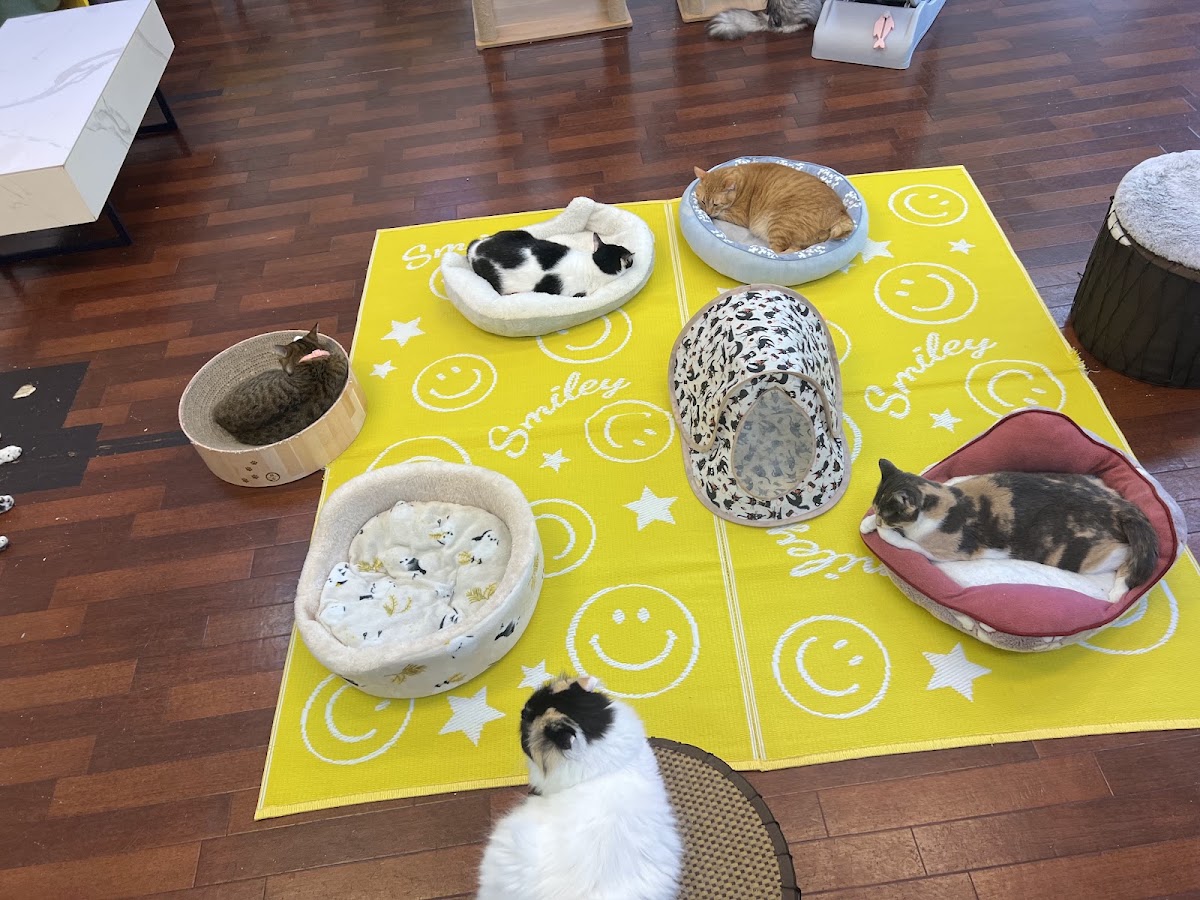 チワワと猫の保護Cafe わんにゃん58の実際の写真