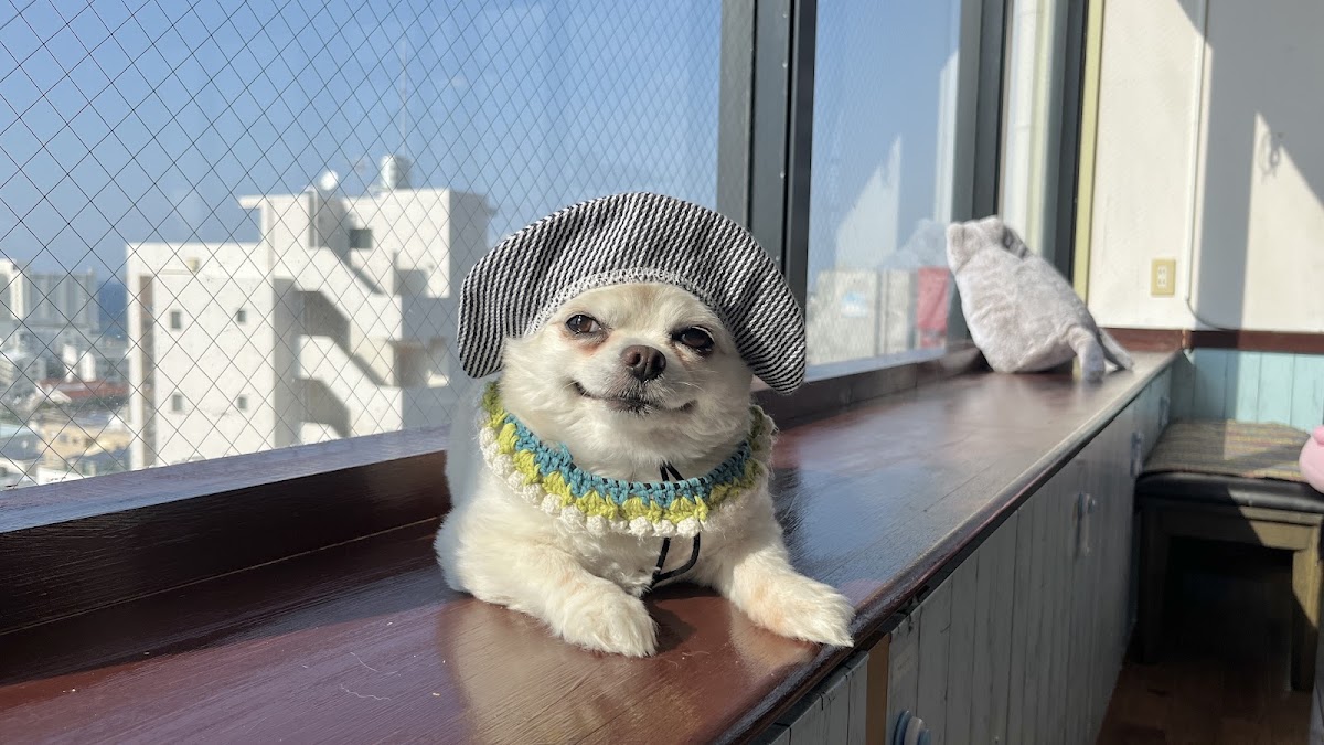 チワワと猫の保護Cafe わんにゃん58の実際の写真