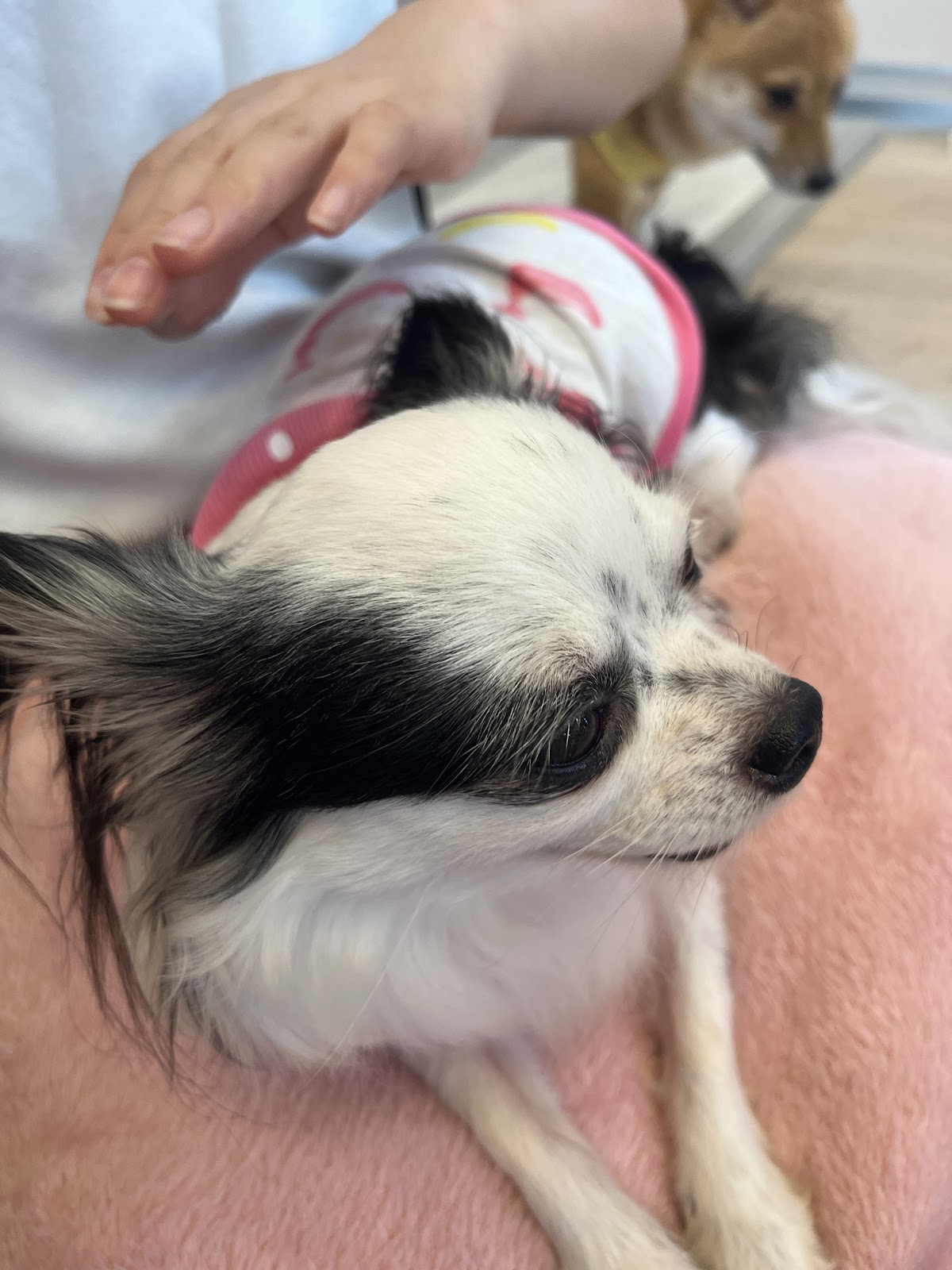 ふれあい体験の実際の写真
