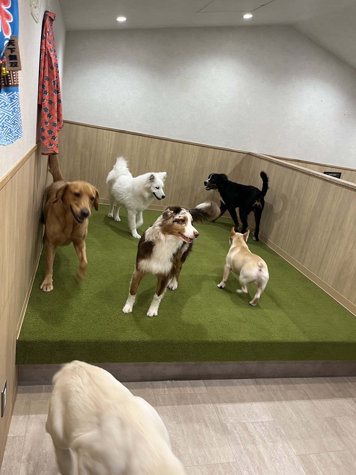 大型犬カフェ Share Hapiの実際の写真