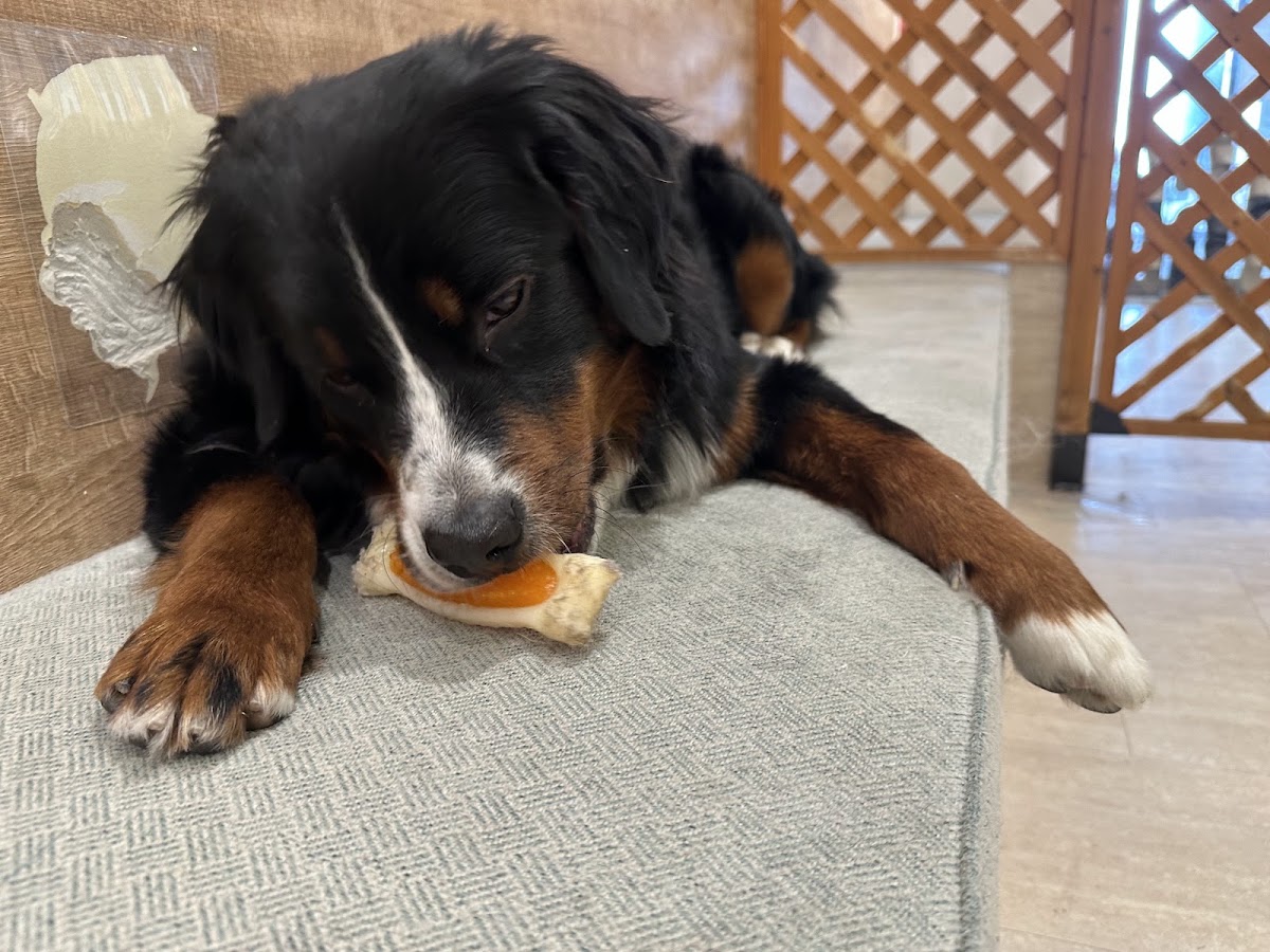 大型犬カフェ Share Hapiの実際の写真