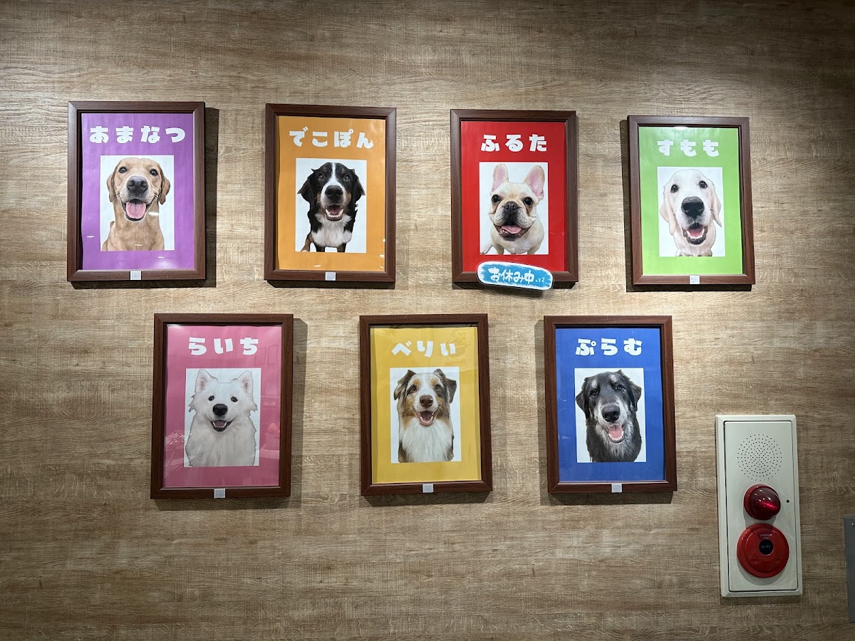 大型犬カフェ Share Hapiの実際の写真