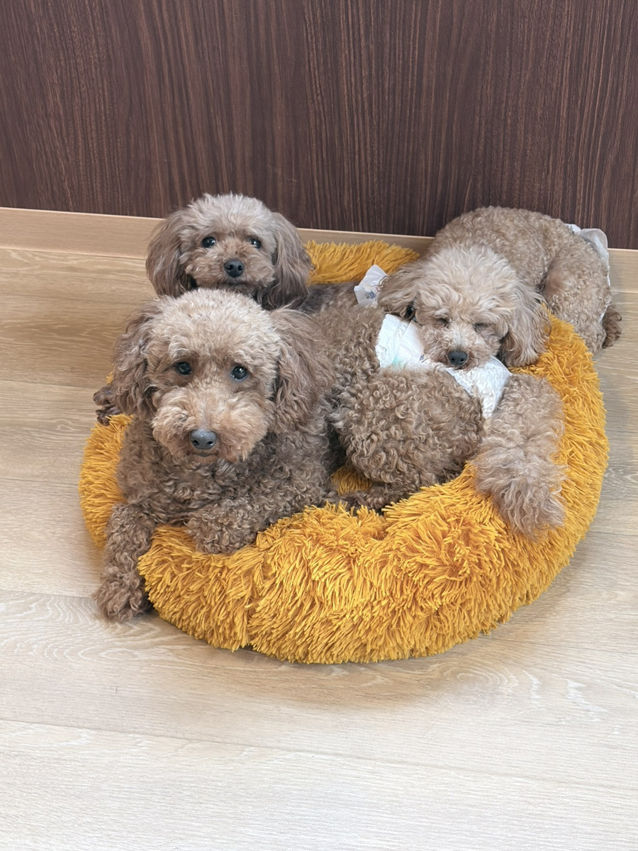 ANELLA CAFE 【保護犬猫ふれあいカフェ】江別野幌店の実際の写真