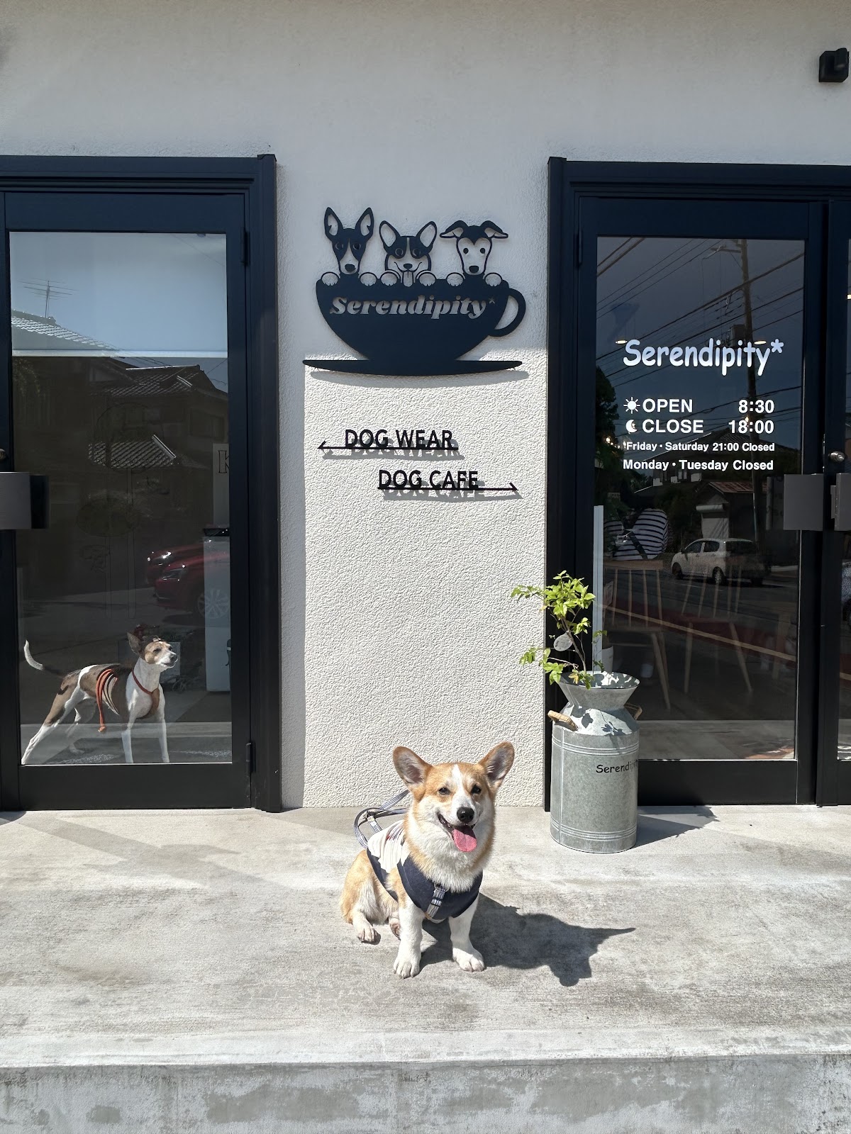 Serendipity*DogCafeの実際の写真
