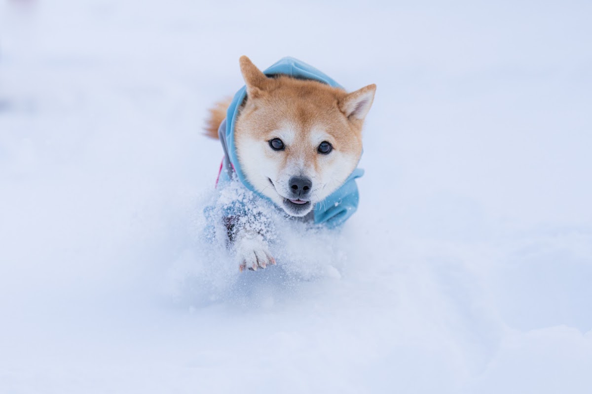さっぽろ・ドッグランドの実際の写真