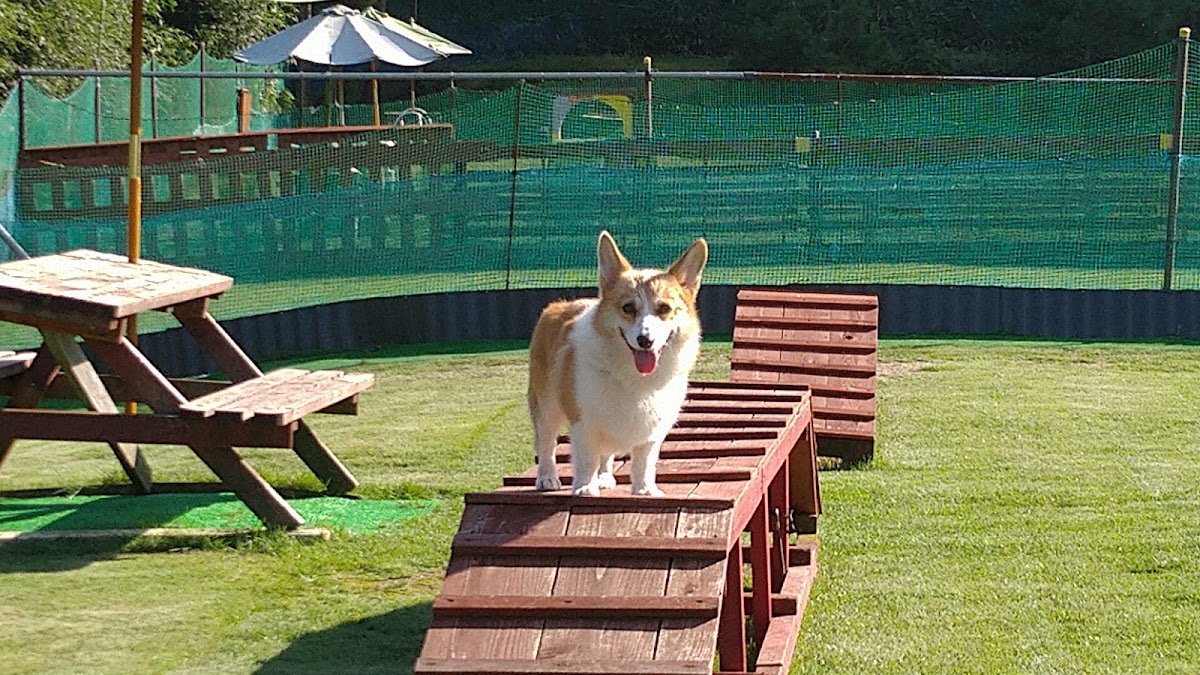 わんわん広場