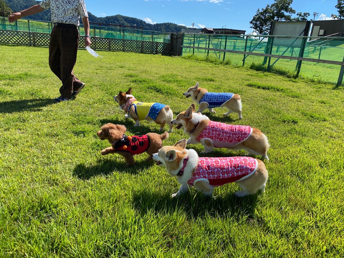 スキージャム勝山 ドッグランパークの実際の写真