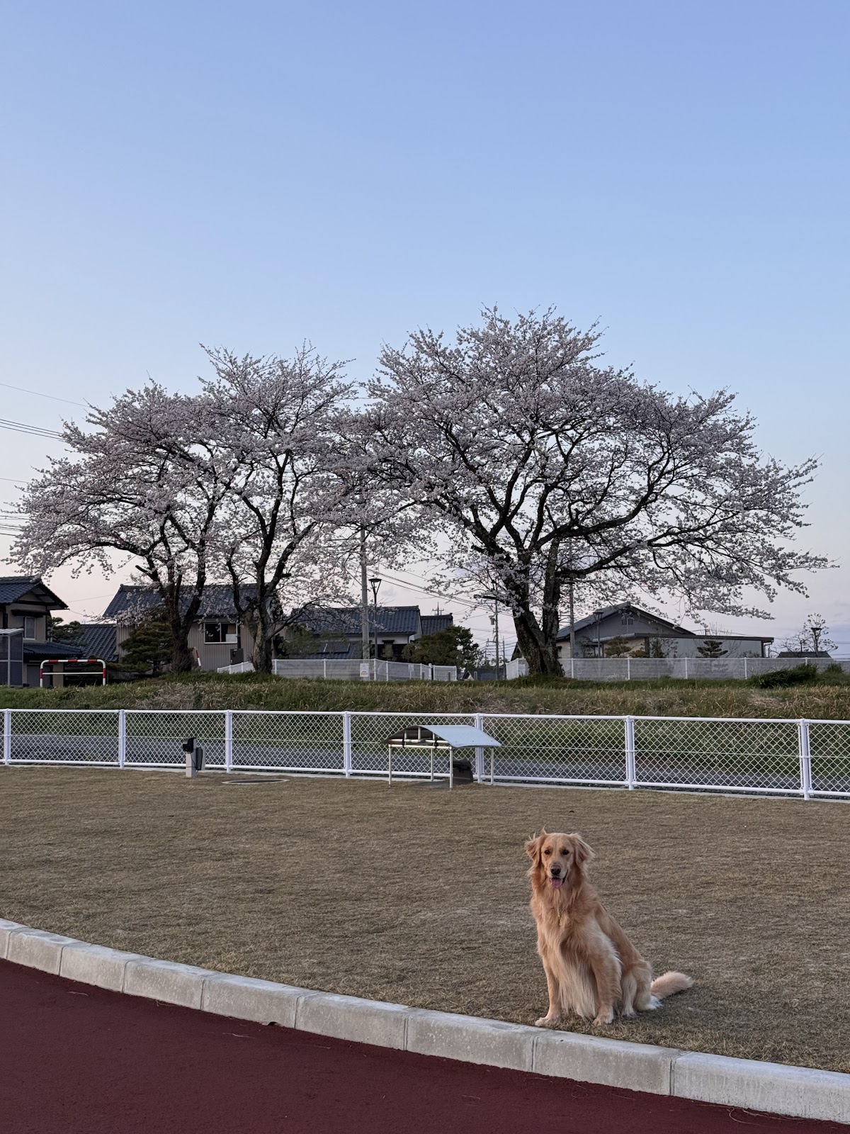 ドッグラン（muRataグリーンパーク）の実際の写真