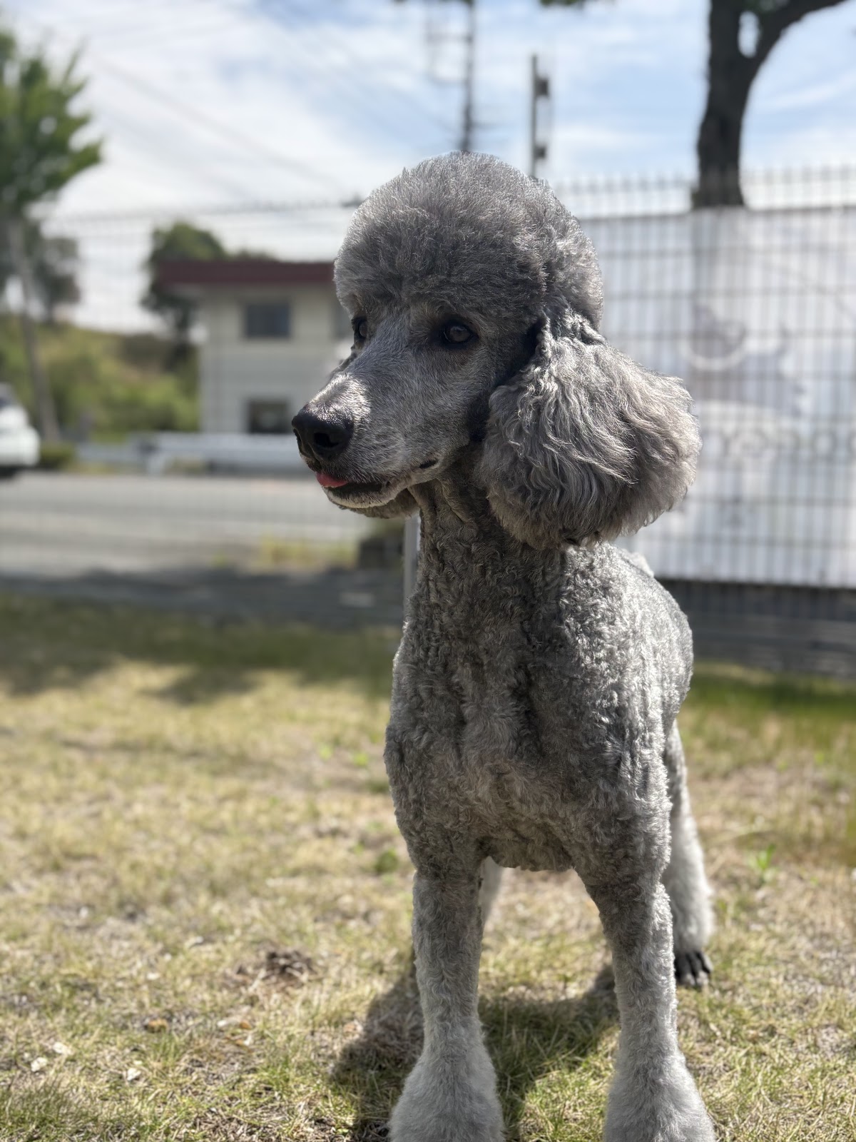 DOGGY'S PARK