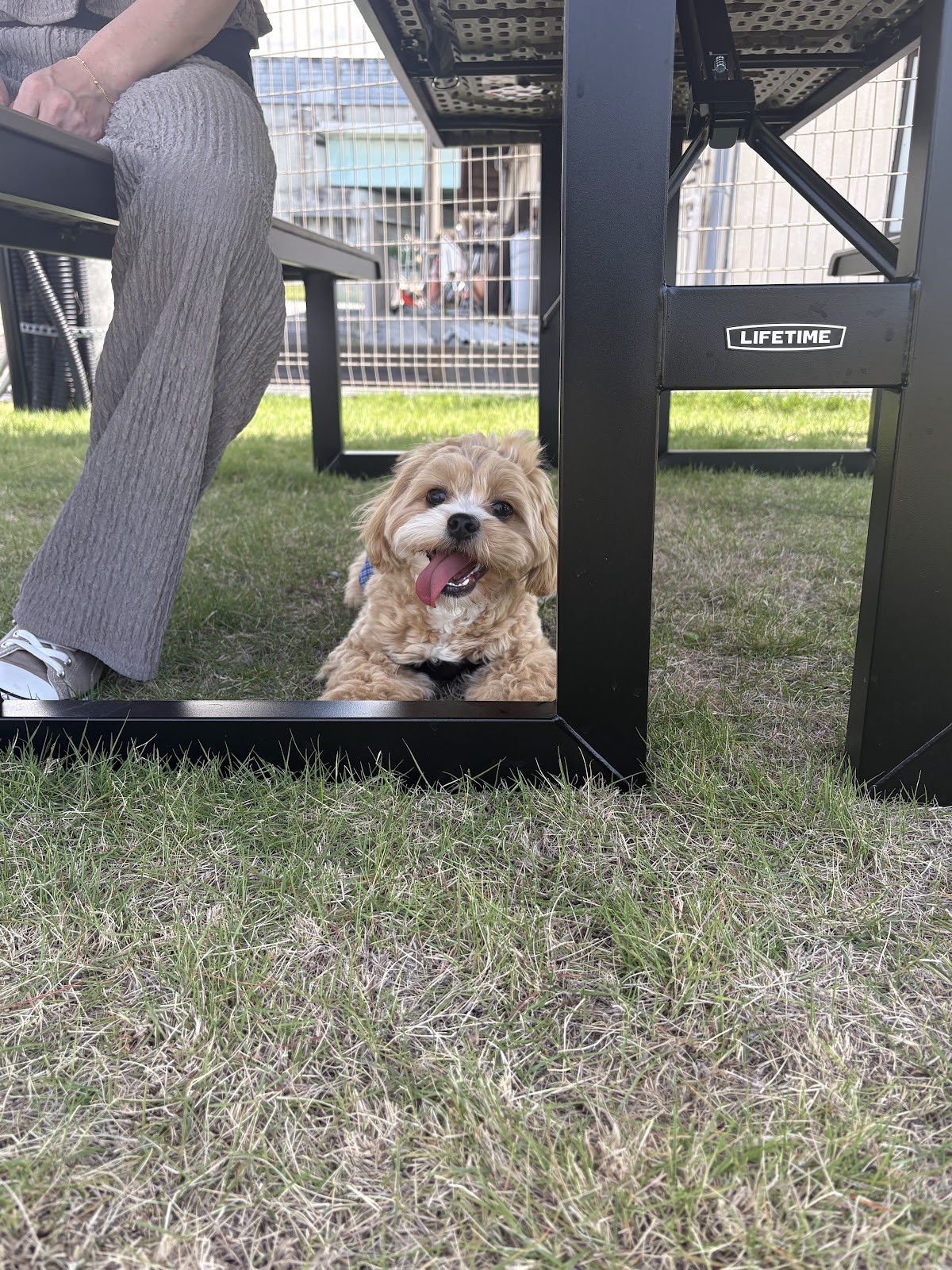 DOGGY'S PARKの実際の写真