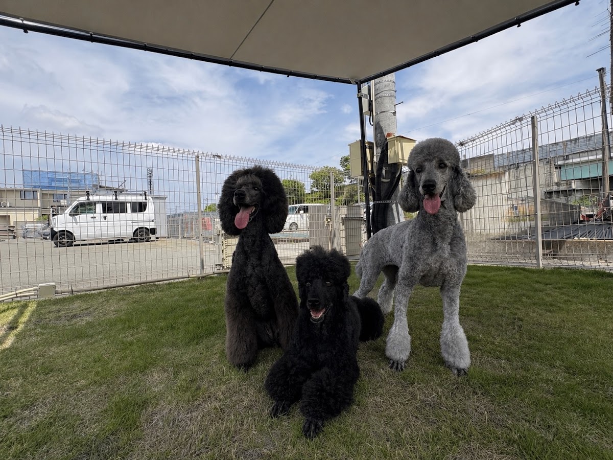 DOGGY'S PARKの実際の写真