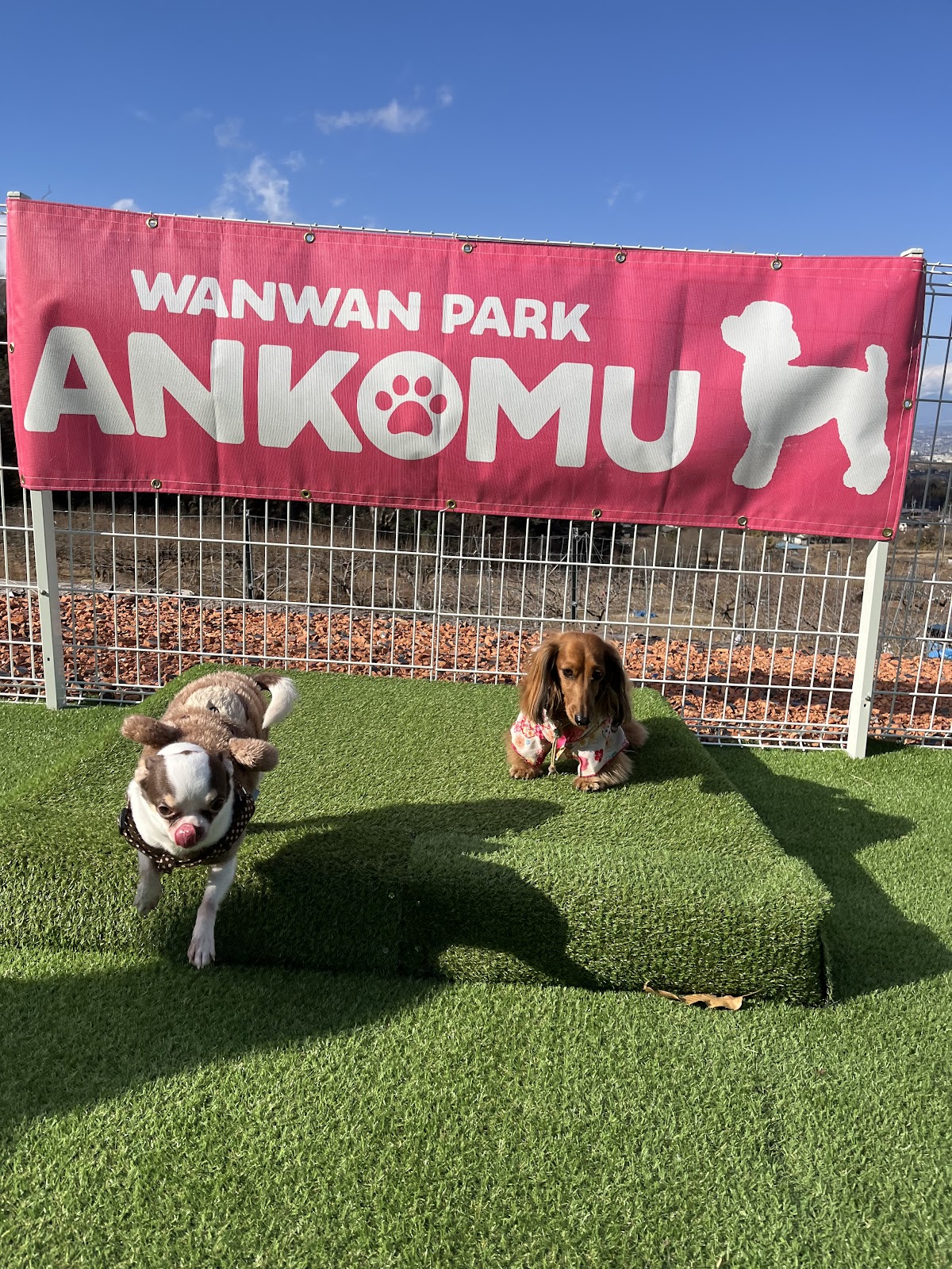 Wan Wan Park ANKOMU（ドッグラン）の実際の写真