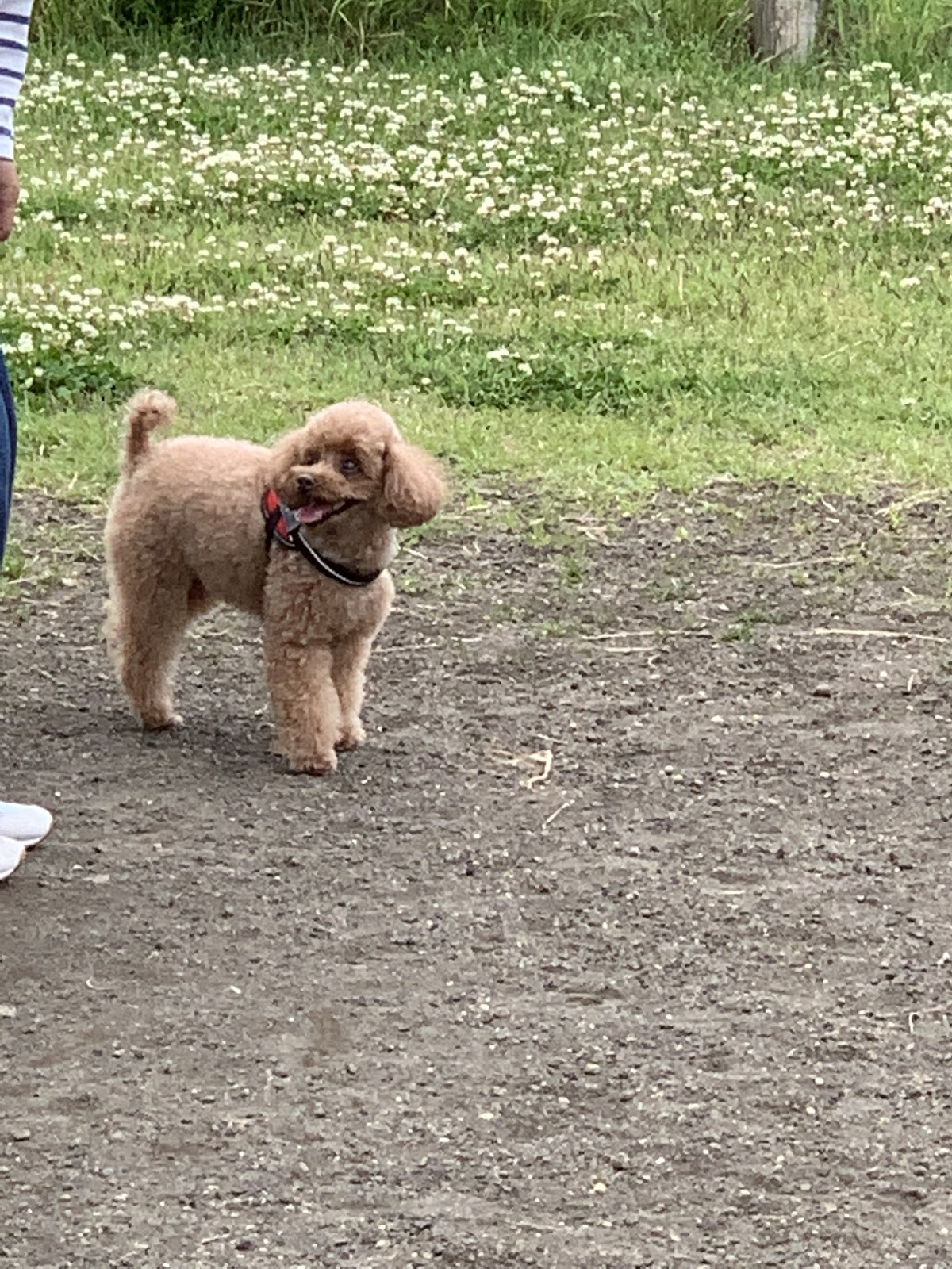 飯綱山公園 ドッグランの実際の写真