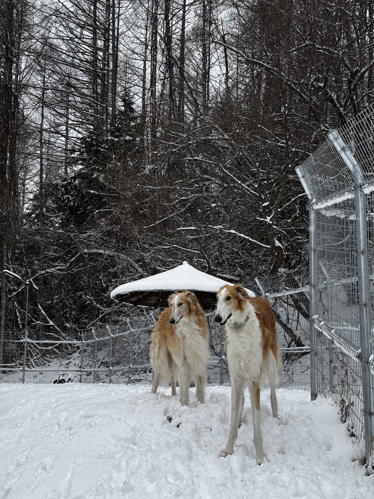 ＪＡＺＺＹ ＤＯＧ予約制貸切ドッグラン・ドッグホテルの実際の写真