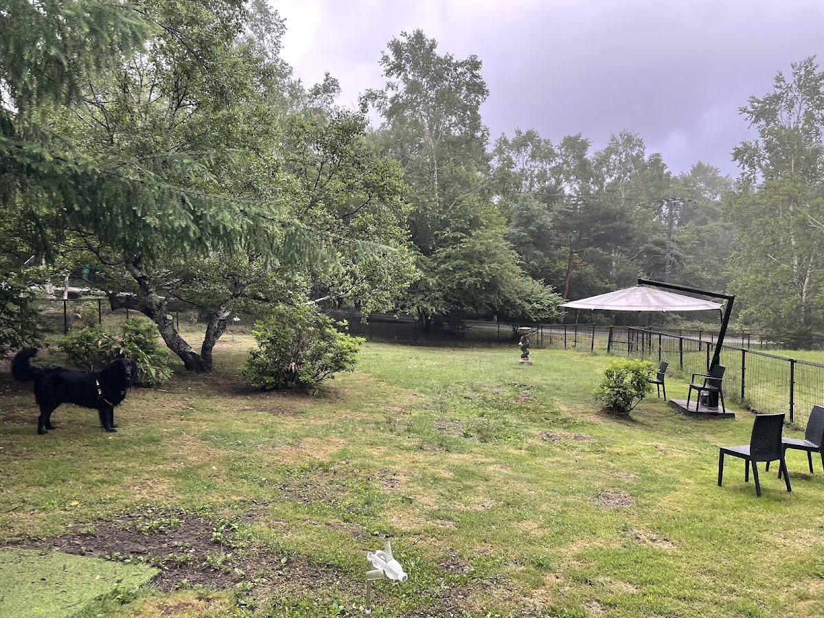 わんわんパラダイス蓼科 dog park
