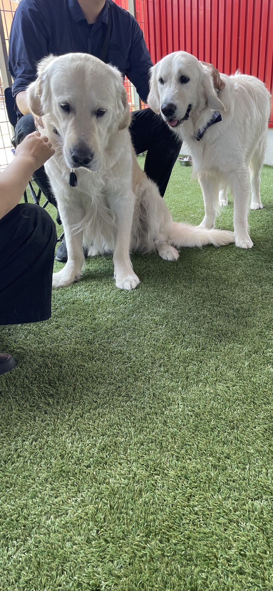 DOG RUN FIELD KkKの実際の写真