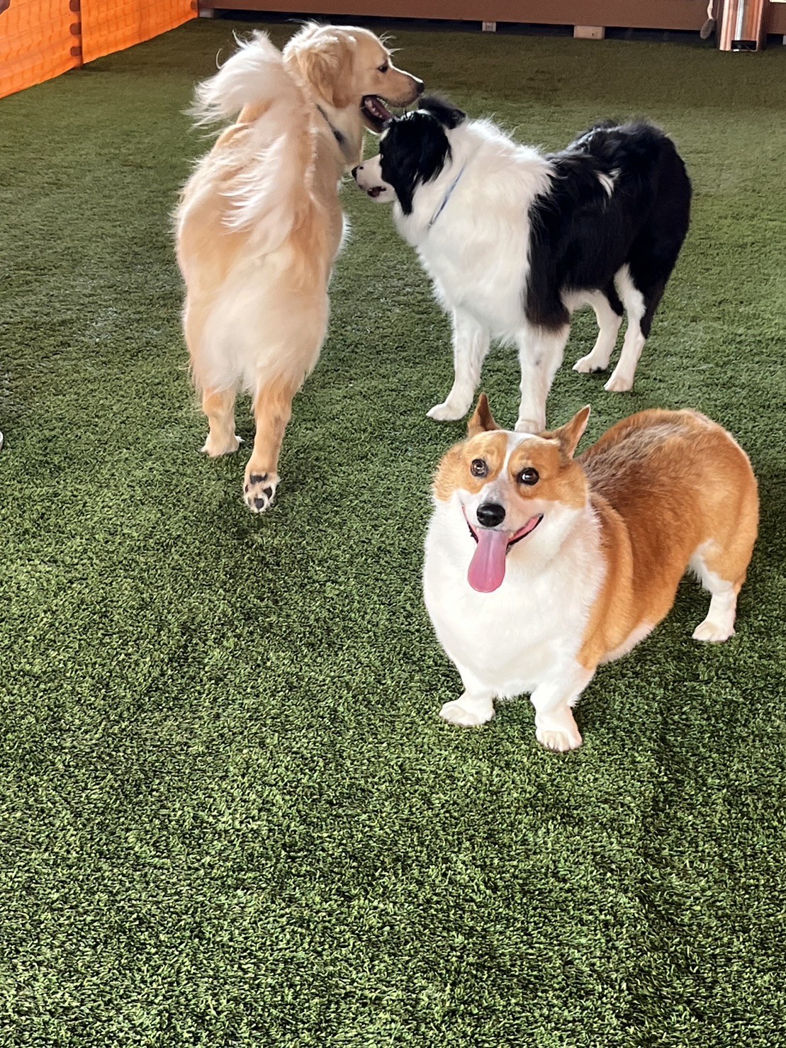 DOG RUN FIELD KkKの実際の写真
