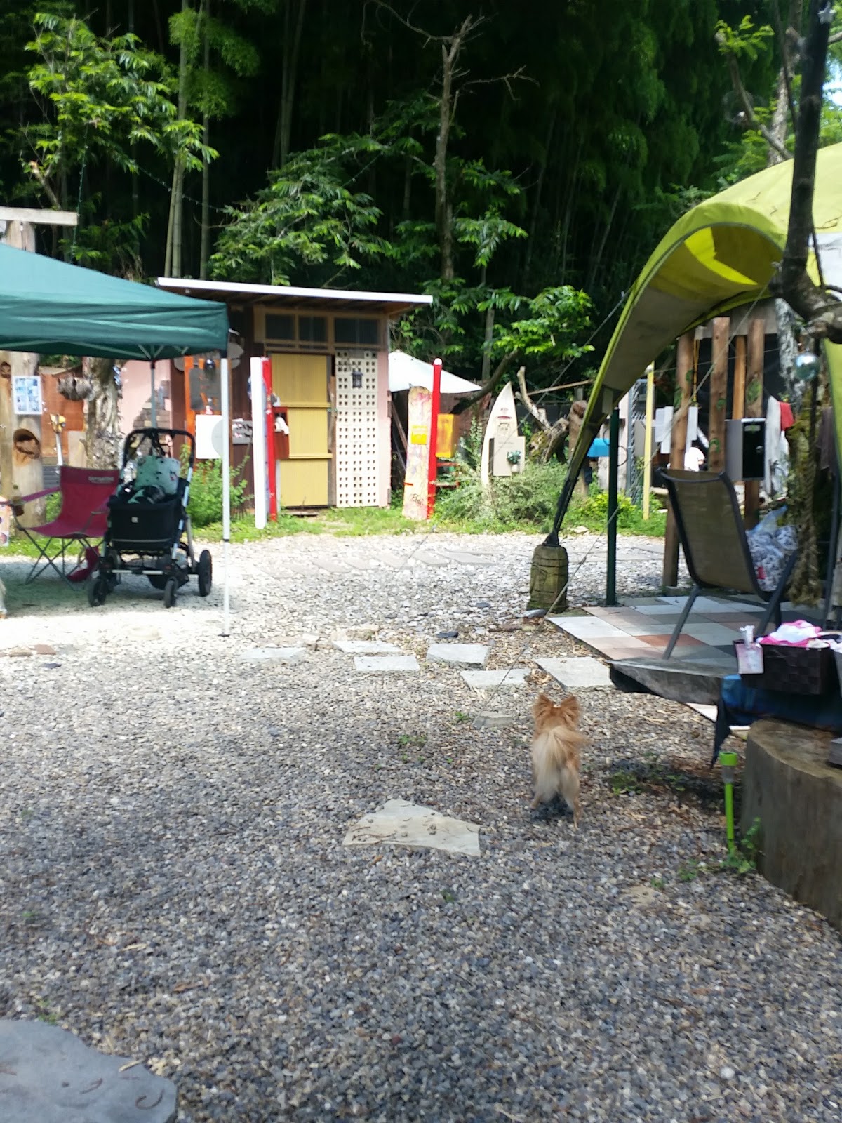 ドッグラン village peopleの実際の写真