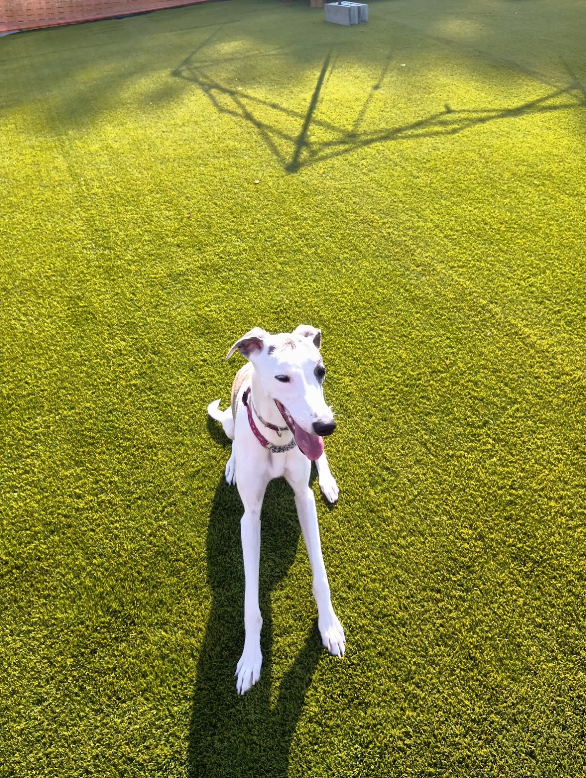 ドッグラン 零ちゃっちゃファーム reichaccha_farm_whippet