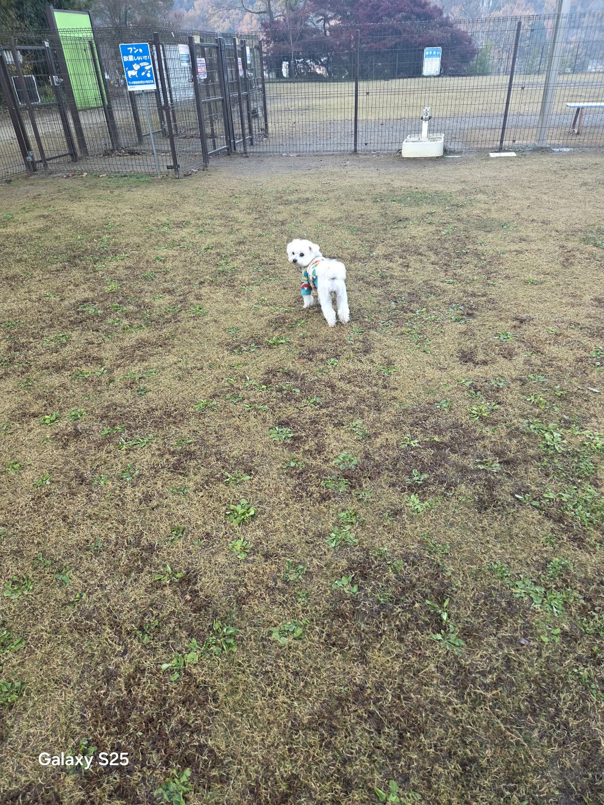 畜産センター公園 ドッグラン