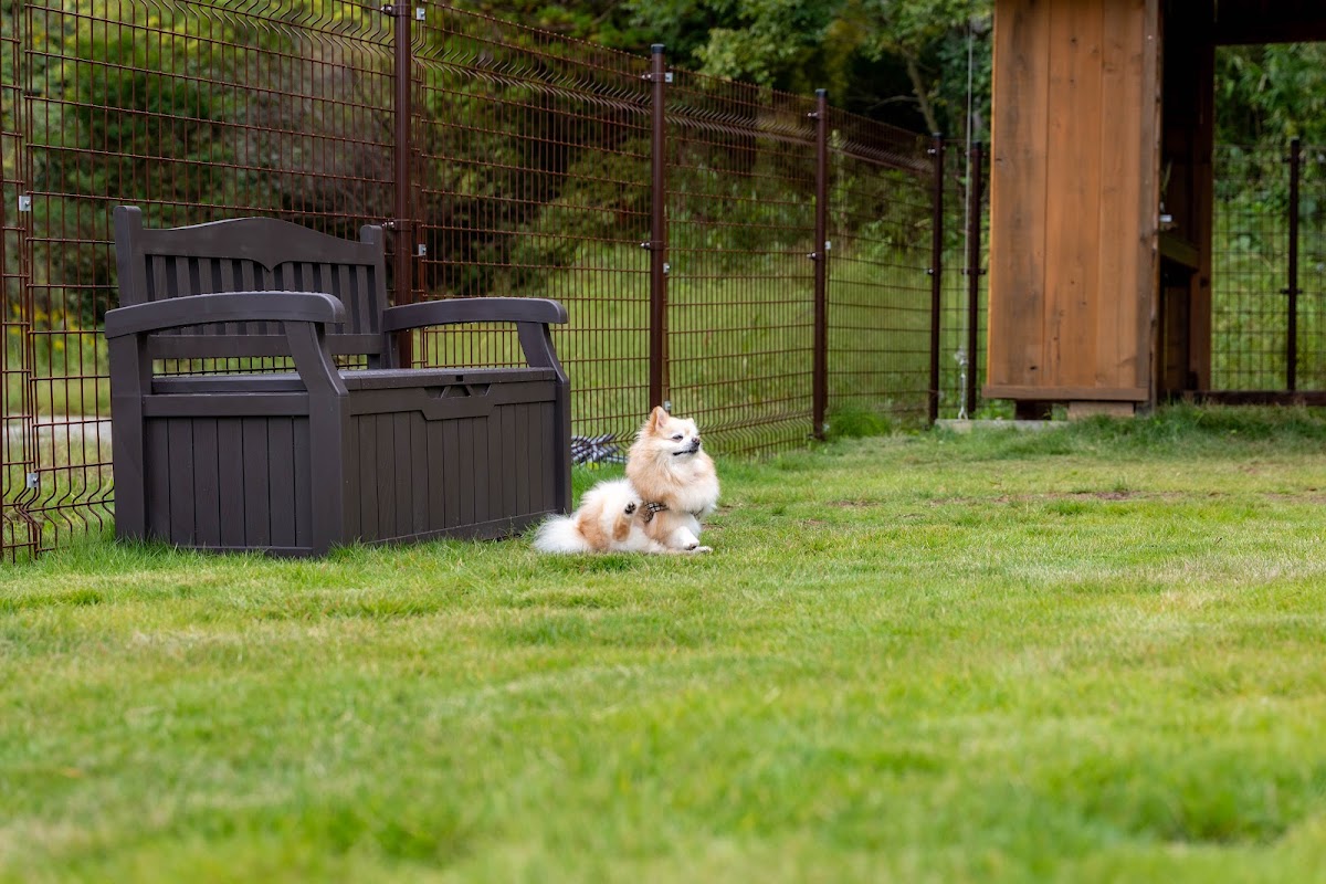 ドッグラン わんの庭の実際の写真