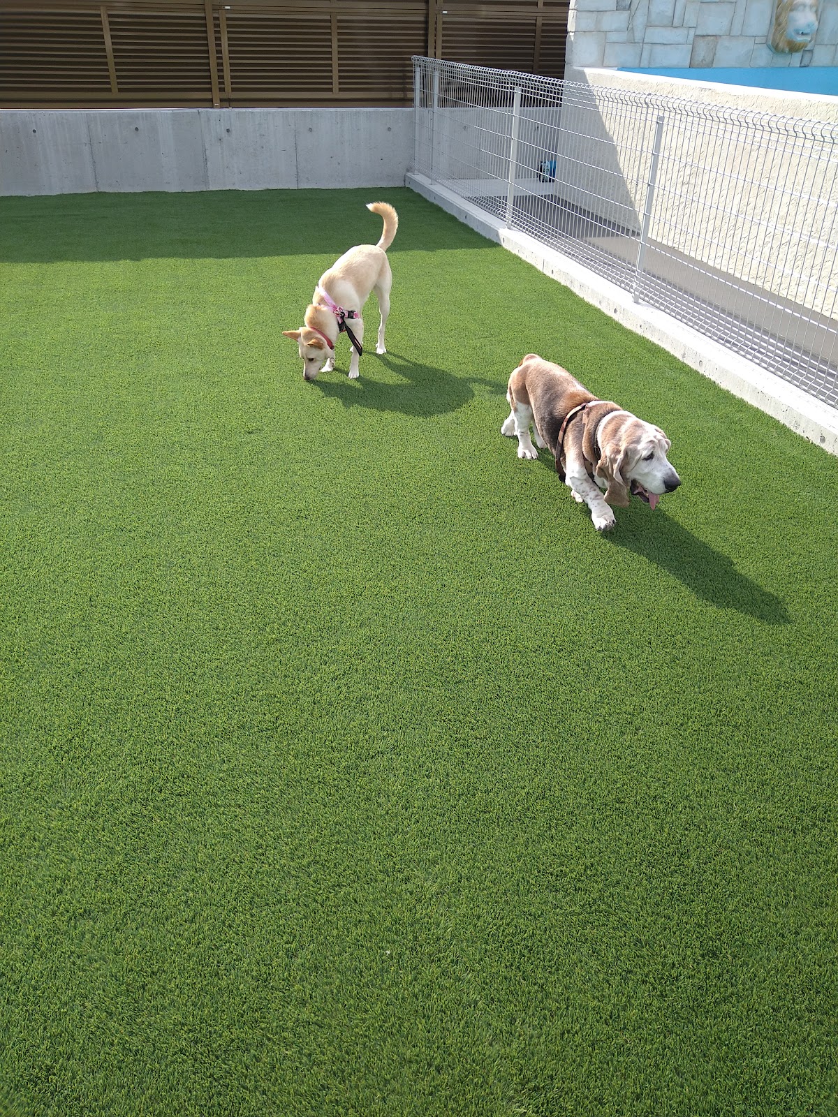 志太さんちのDOGRUN