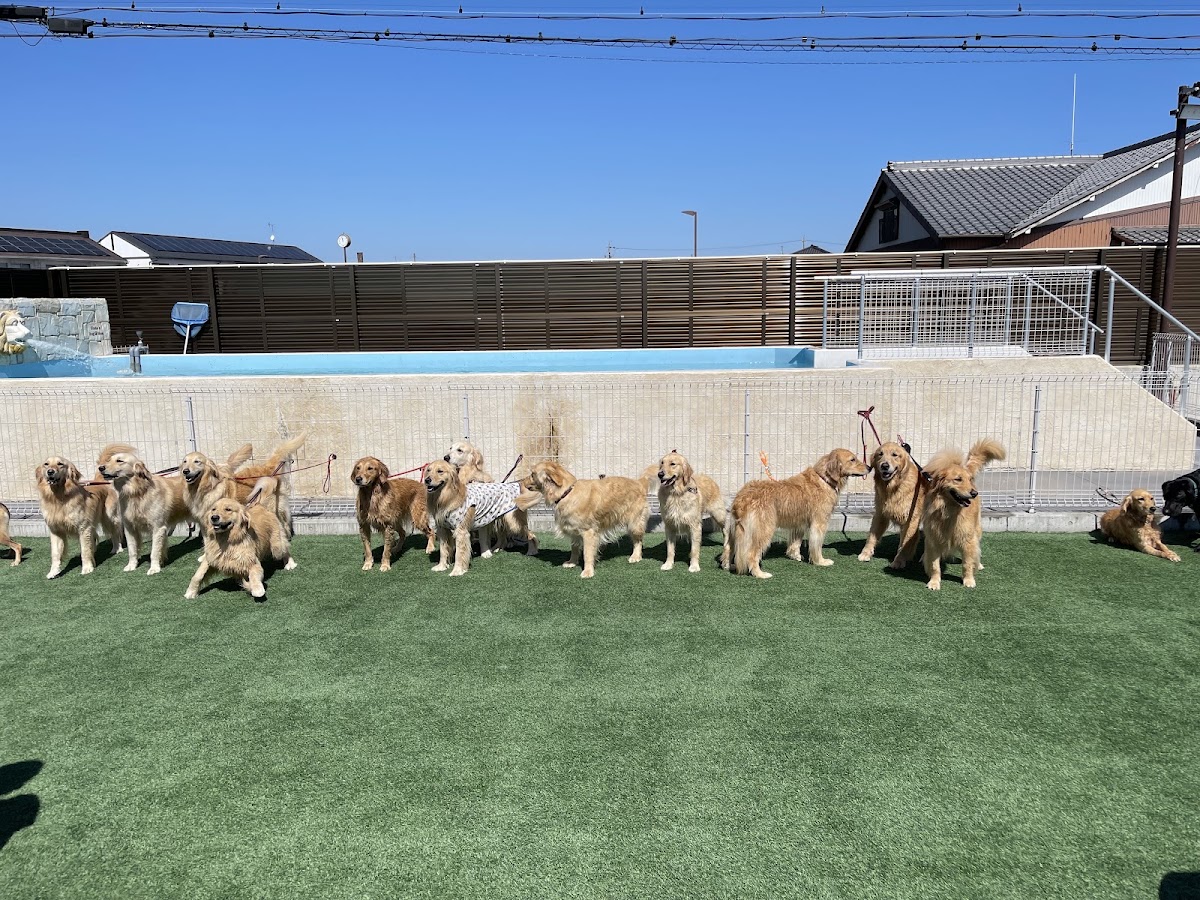 志太さんちのDOGRUNの実際の写真