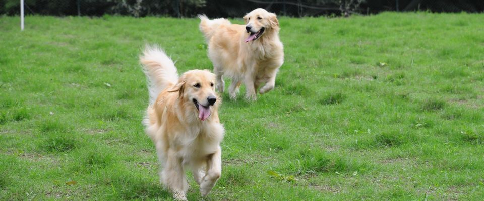 ドッグラン＆ドッグカフェ GOLDEN DOG FARmの実際の写真