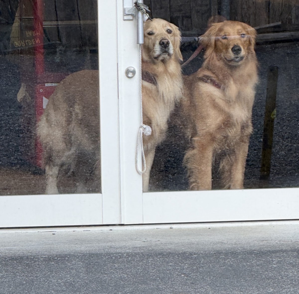 ドッグラン＆ドッグカフェ GOLDEN DOG FARmの実際の写真