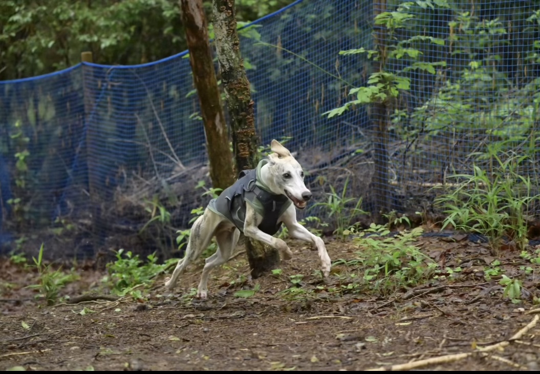 アグローウィングヒルドッグランA Growing Hill Dogrun