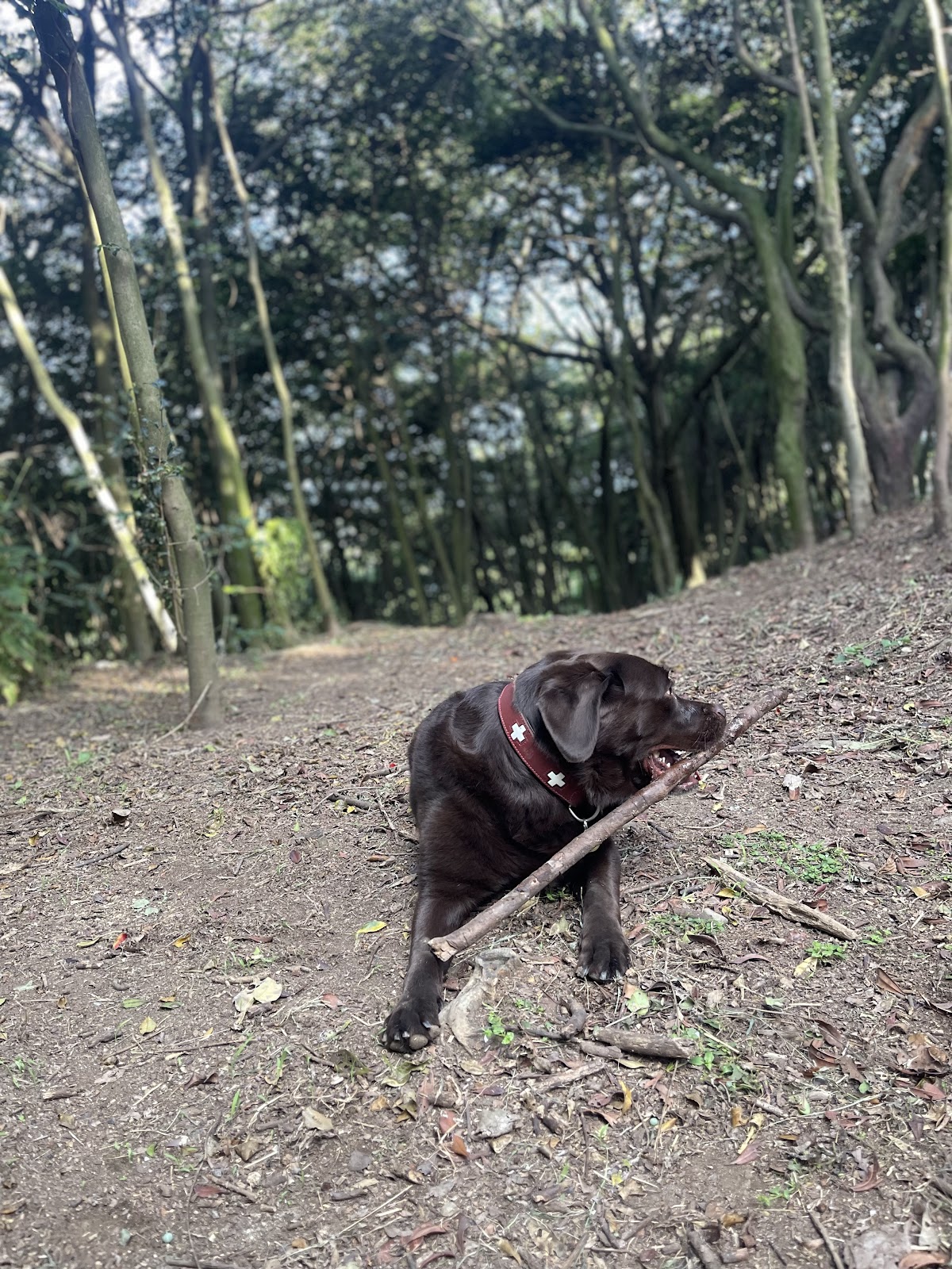 アグローウィングヒルドッグランA Growing Hill Dogrunの実際の写真