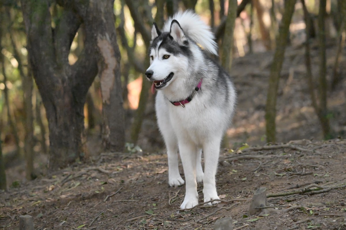 アグローウィングヒルドッグランA Growing Hill Dogrunの実際の写真