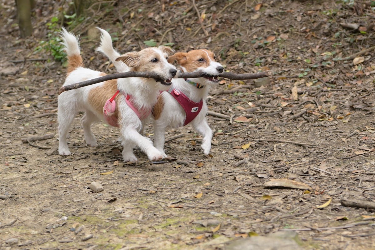 アグローウィングヒルドッグランA Growing Hill Dogrunの実際の写真