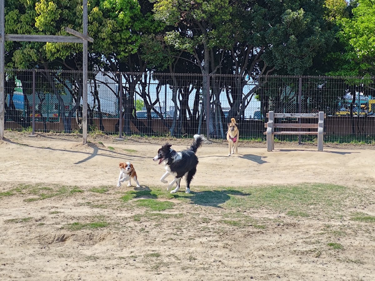 新宝緑地ドッグランの実際の写真