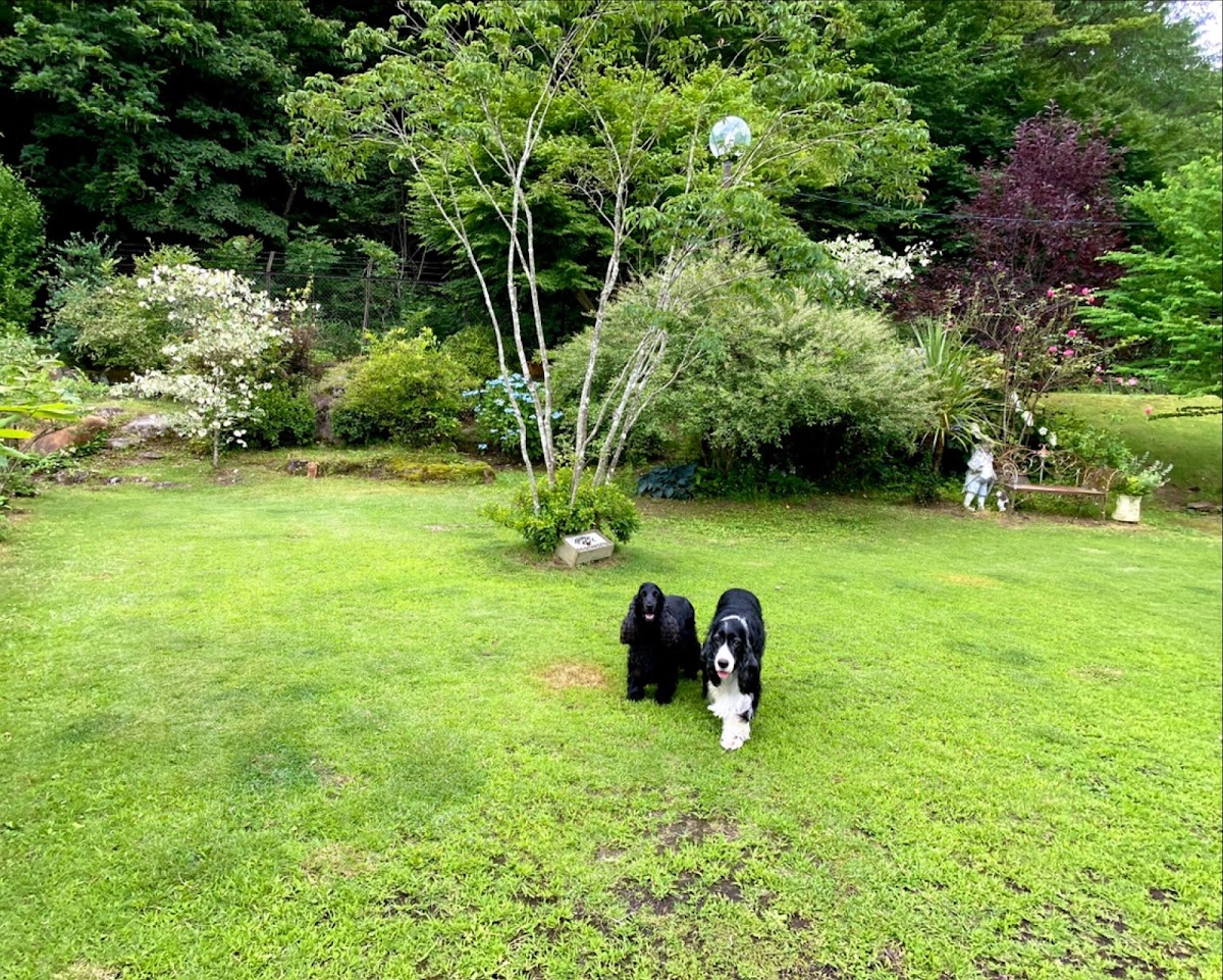 Dog Garden SPANIEL