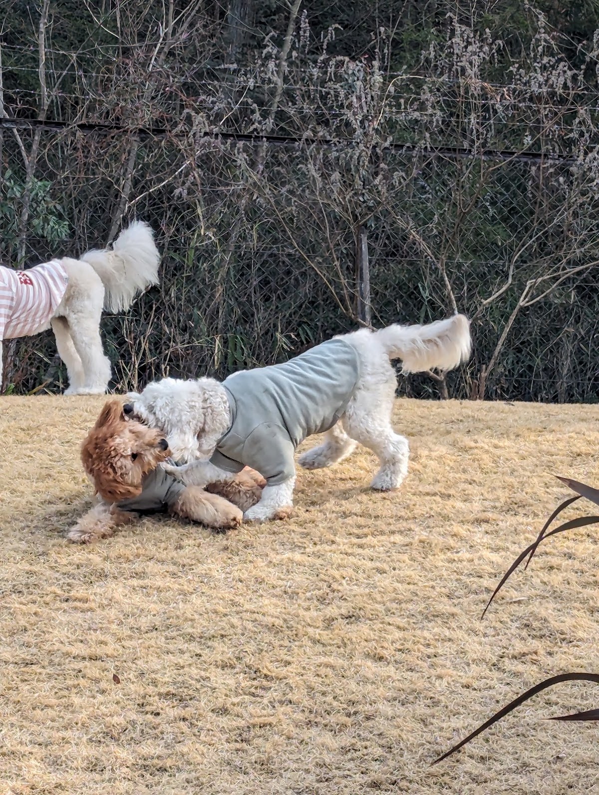Dog Garden SPANIELの実際の写真