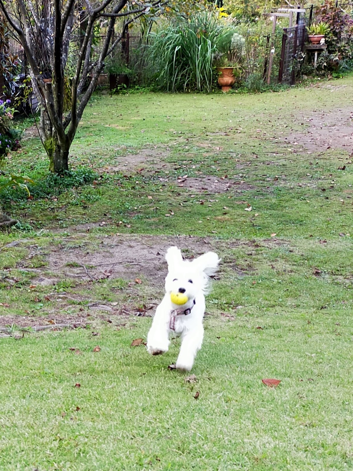Dog Garden SPANIELの実際の写真