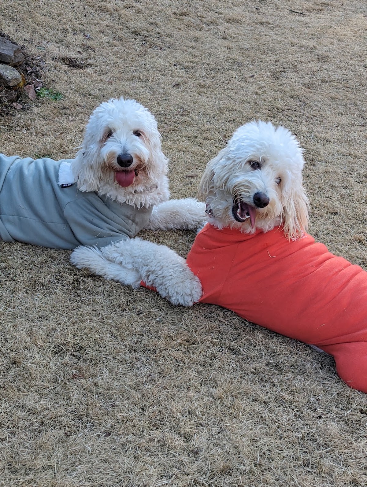 Dog Garden SPANIELの実際の写真
