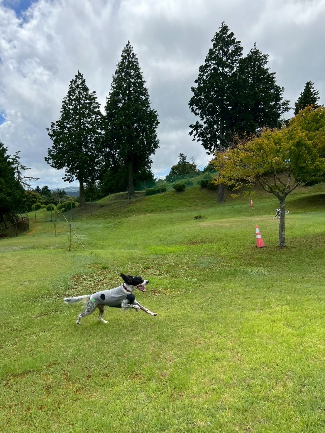 青山高原保健休養地ドッグランの実際の写真