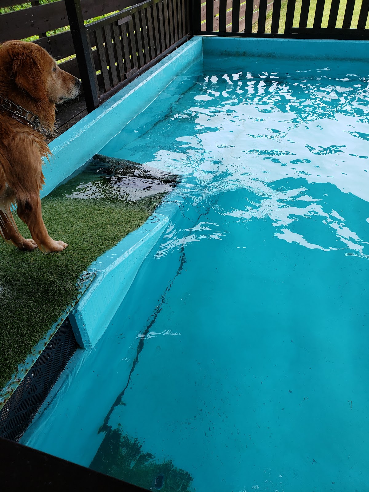 DOG RUN An.kare