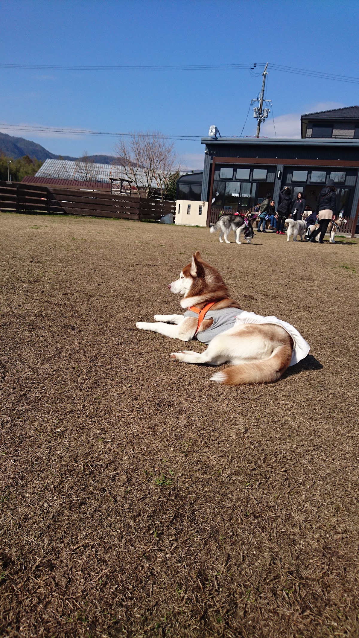 DOG RUN An.kareの実際の写真