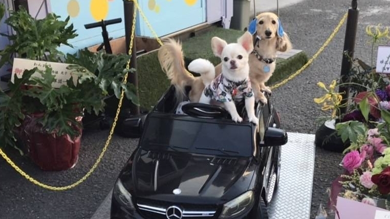 わんPARK ドッグラン